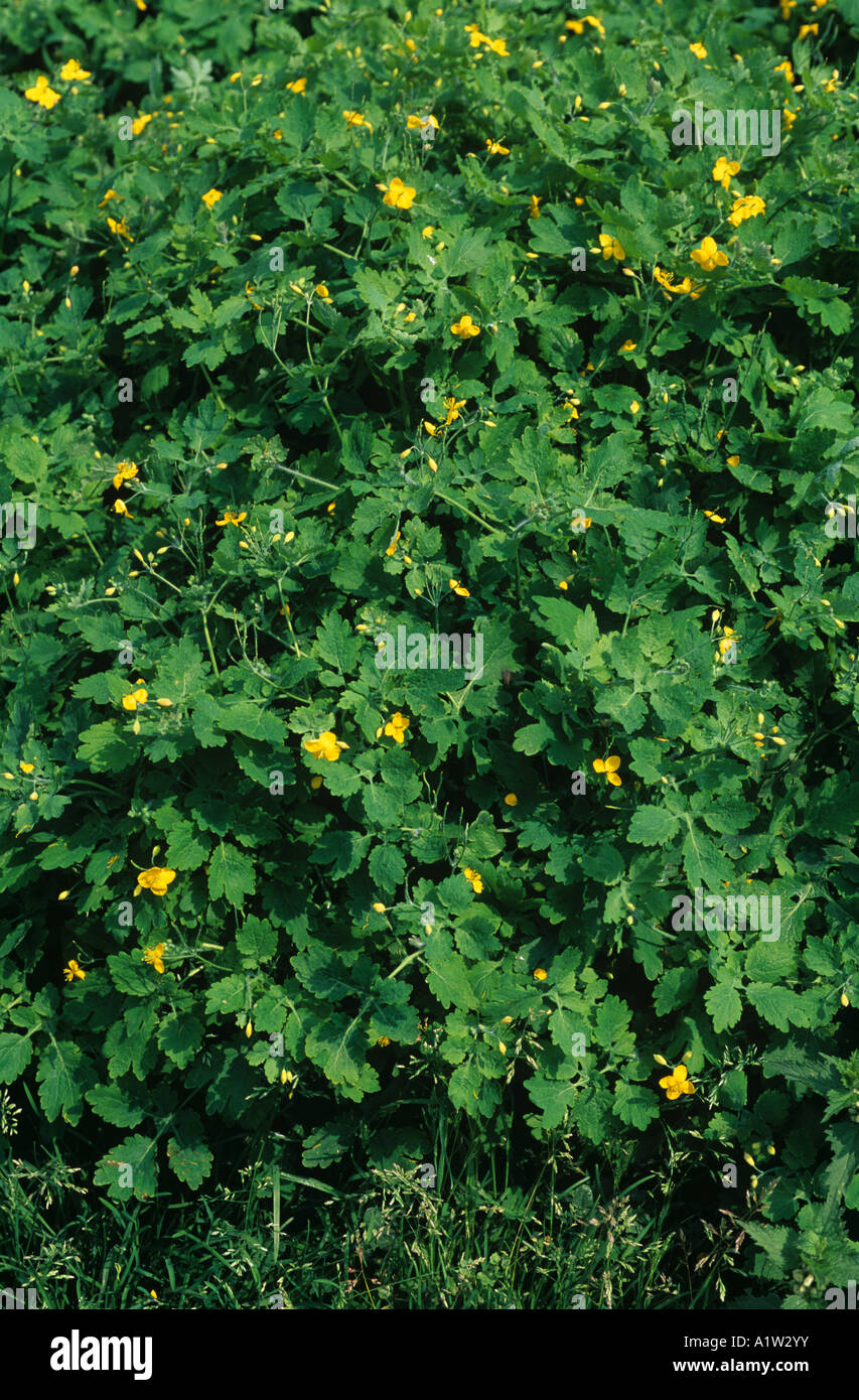 Greater celandine Chelidonium majus flowering plants of the poppy family Stock Photo