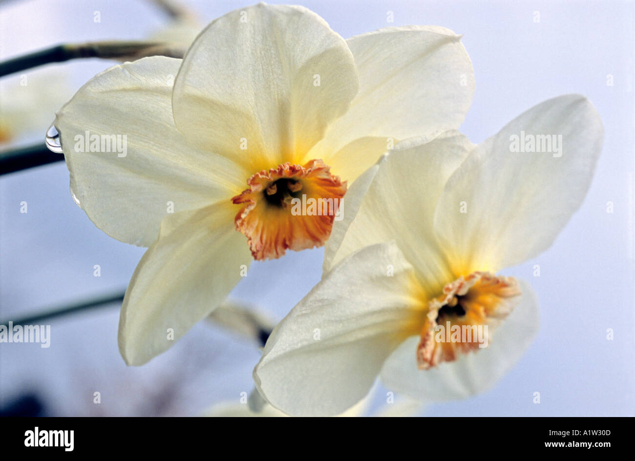 Spring Narcissus [ var.Elizabeth Ann ] Stock Photo