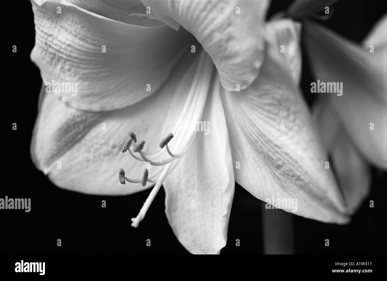 Amaryllis belladonna Black and White Stock Photos & Images - Alamy