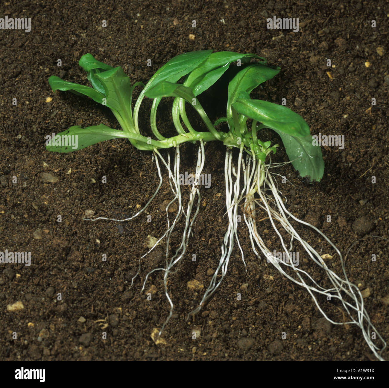 Fringed willowherb Epilobium ciliatum young plant showing creeping root system Stock Photo