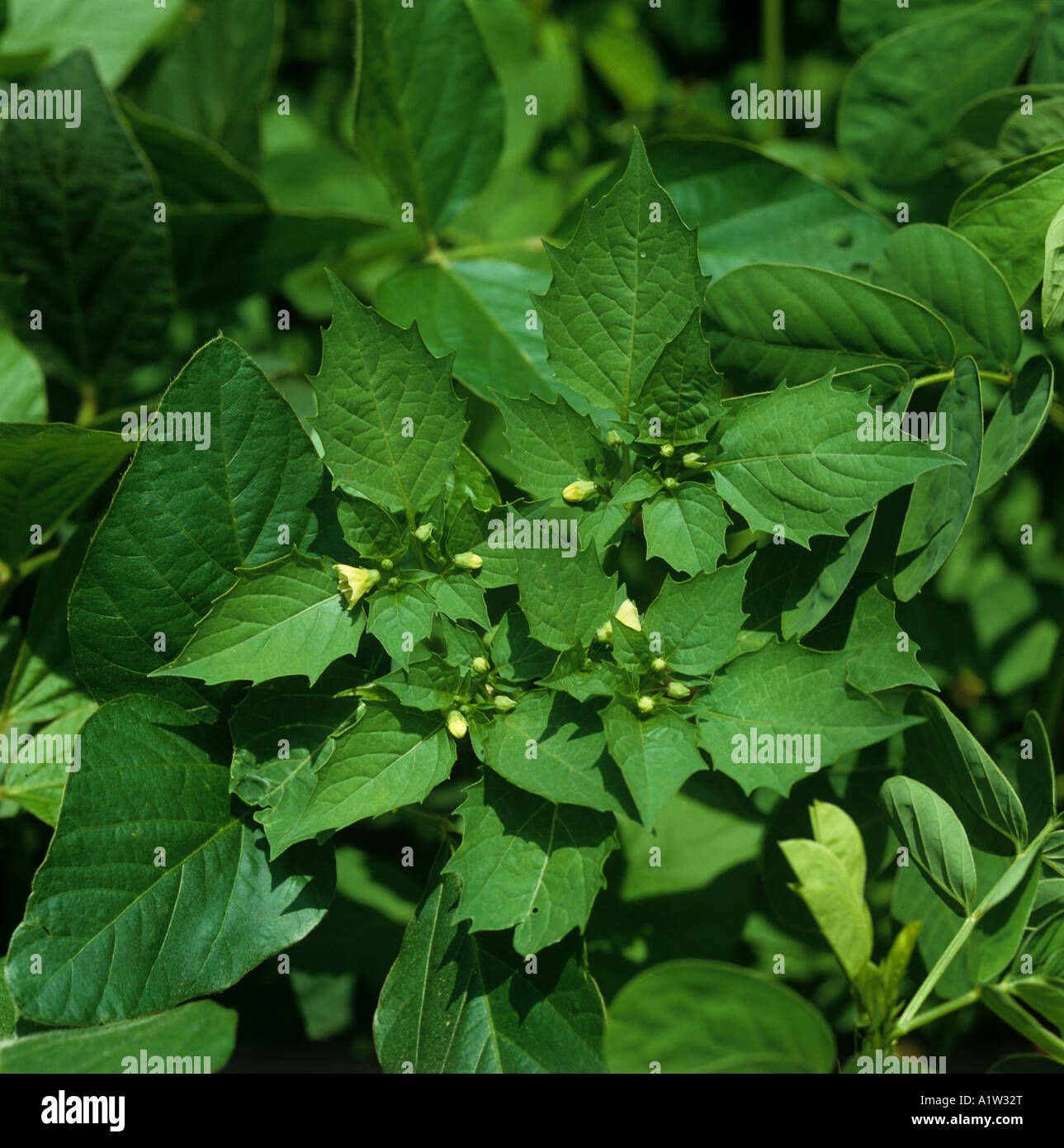 Ground cherry Physalis angulata flowering plant in a soya crop Mississipi USA Stock Photo