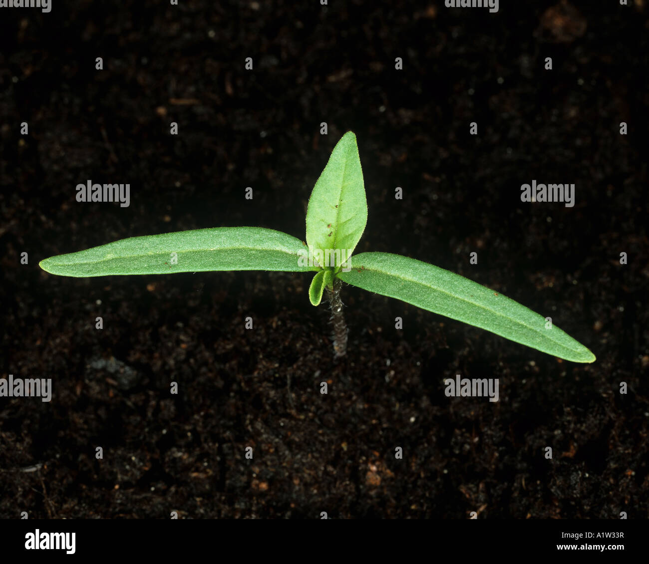 Large or long spined thorn apple Datura ferox seedling with first true leaves just emerging Stock Photo