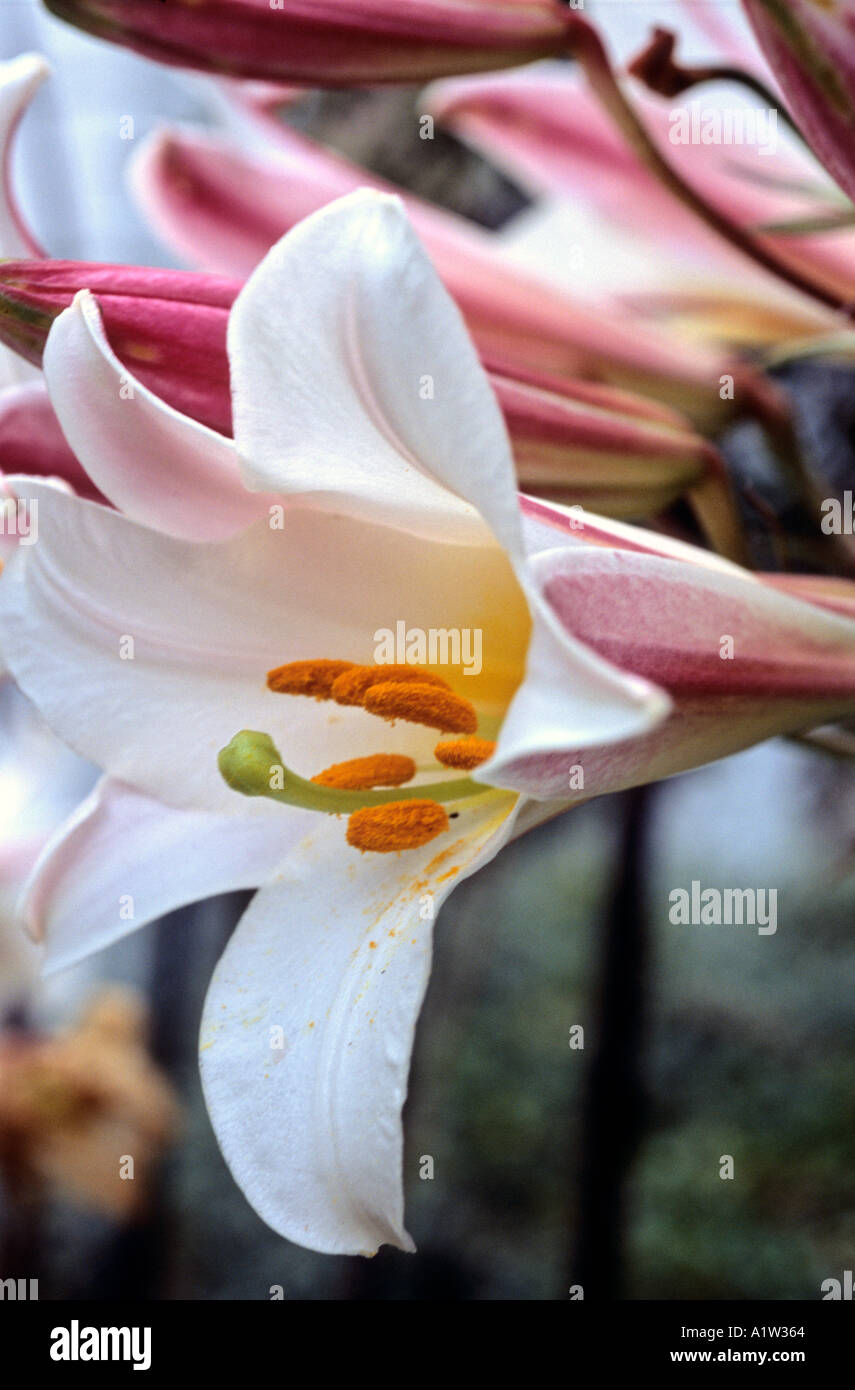 White Lily Flowers Lilium Regalis Stock Photo