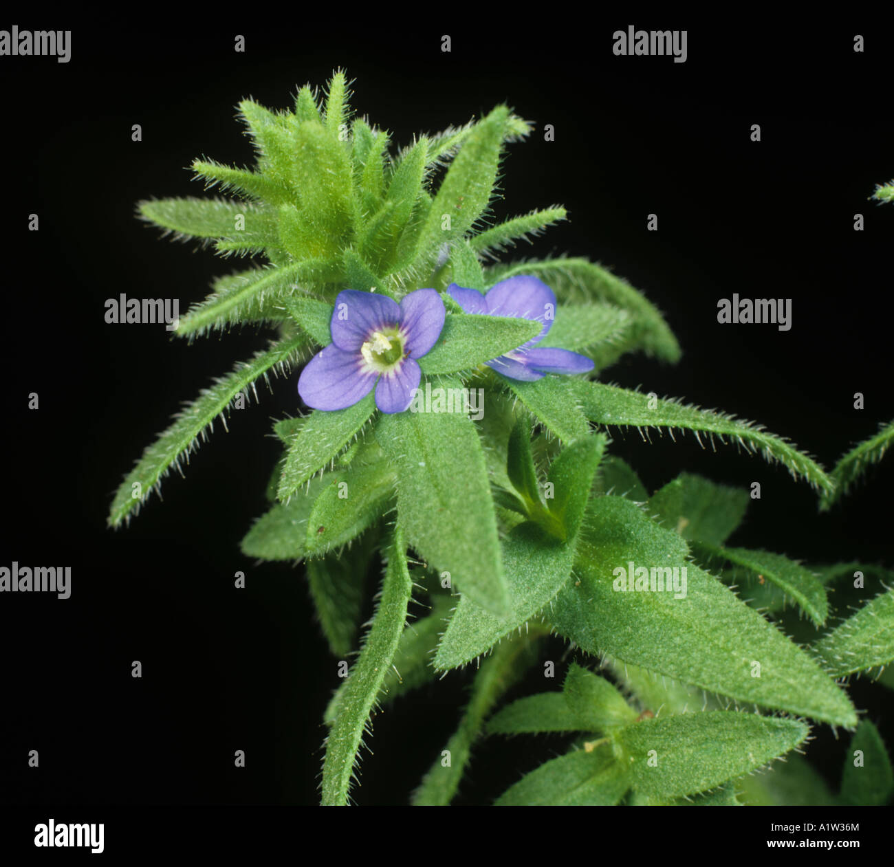 Wall speedwell Veronica arvensis flowering plant Stock Photo
