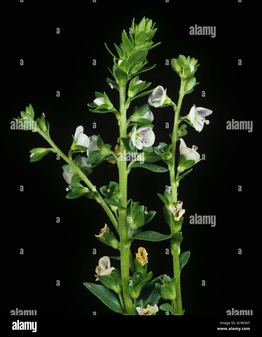 Thyme leaved speedwel Veronica serpyllifolia flower spike Stock Photo