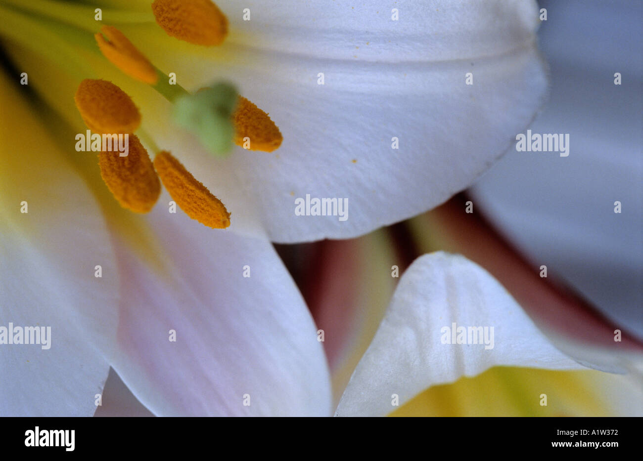 Flowers of Lilium Longiformis Stock Photo