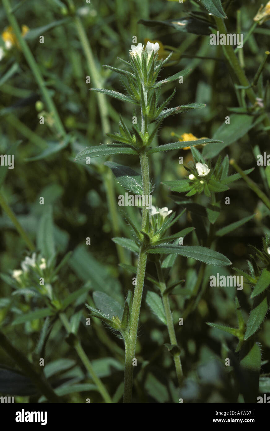 Field gromwell Lithorspermum arvense plant in flower Stock Photo