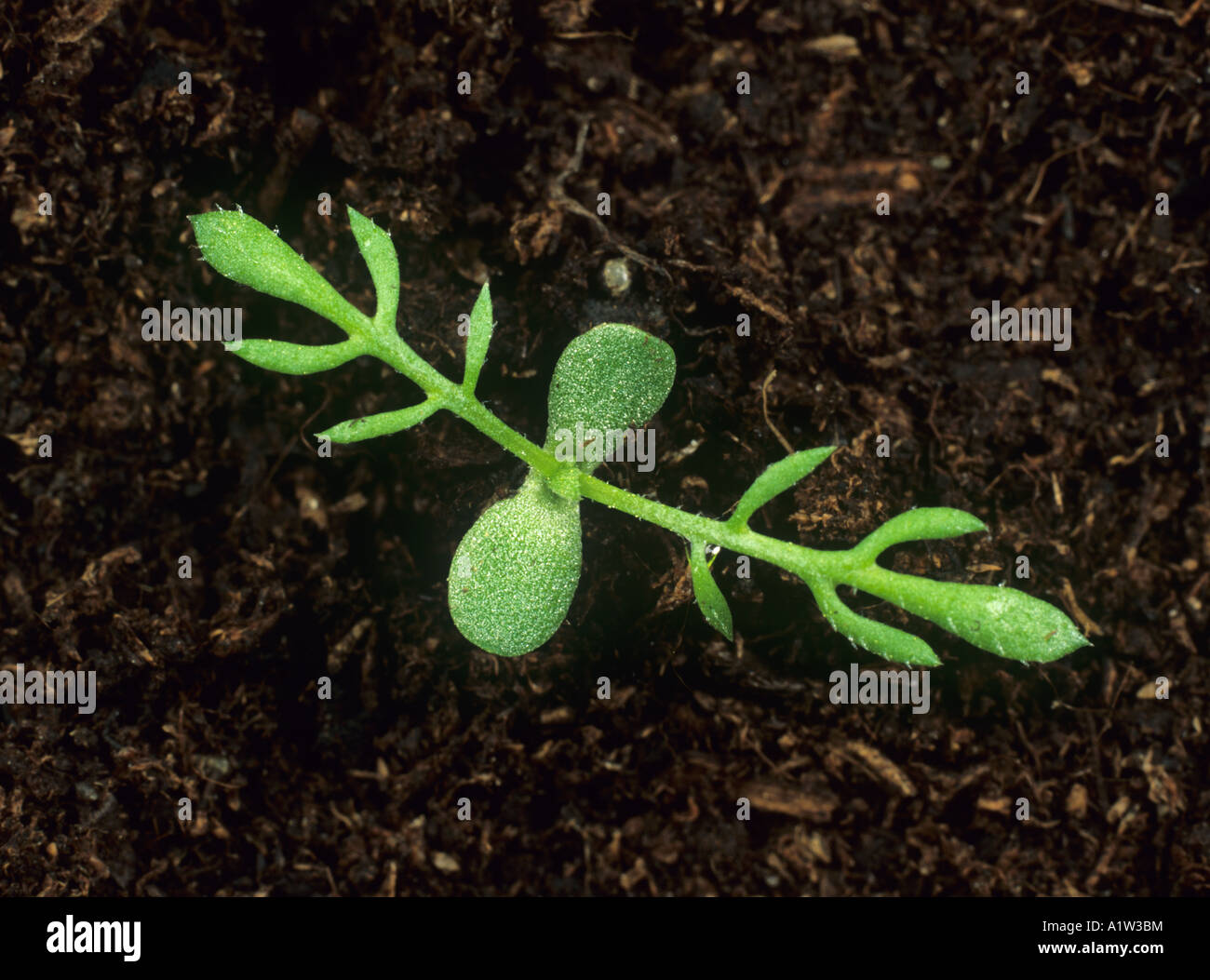 Stinking mayweed Anthemis cotula seedling cotyledons and first two true leaves Stock Photo