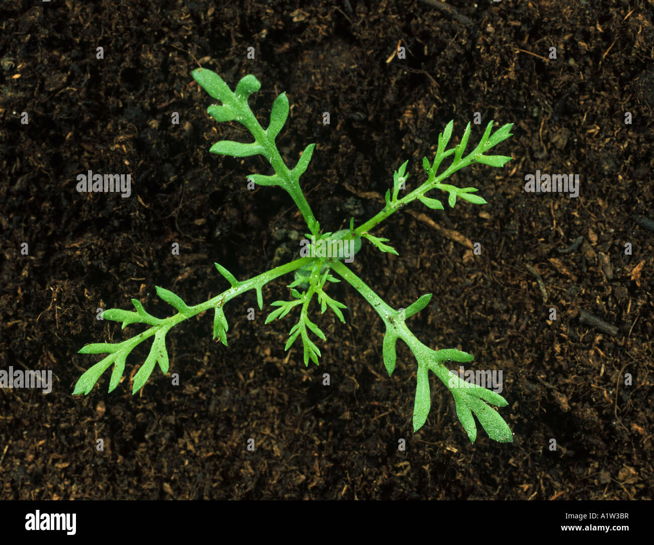 Stinking mayweed Anthemis cotula seedling with four true leaves Stock Photo