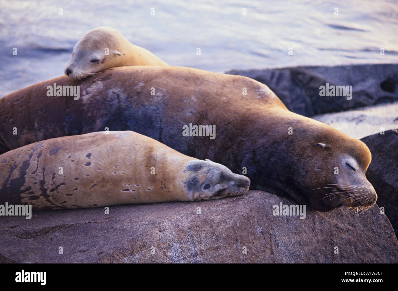 Sea Lions Monterey California Stock Photo