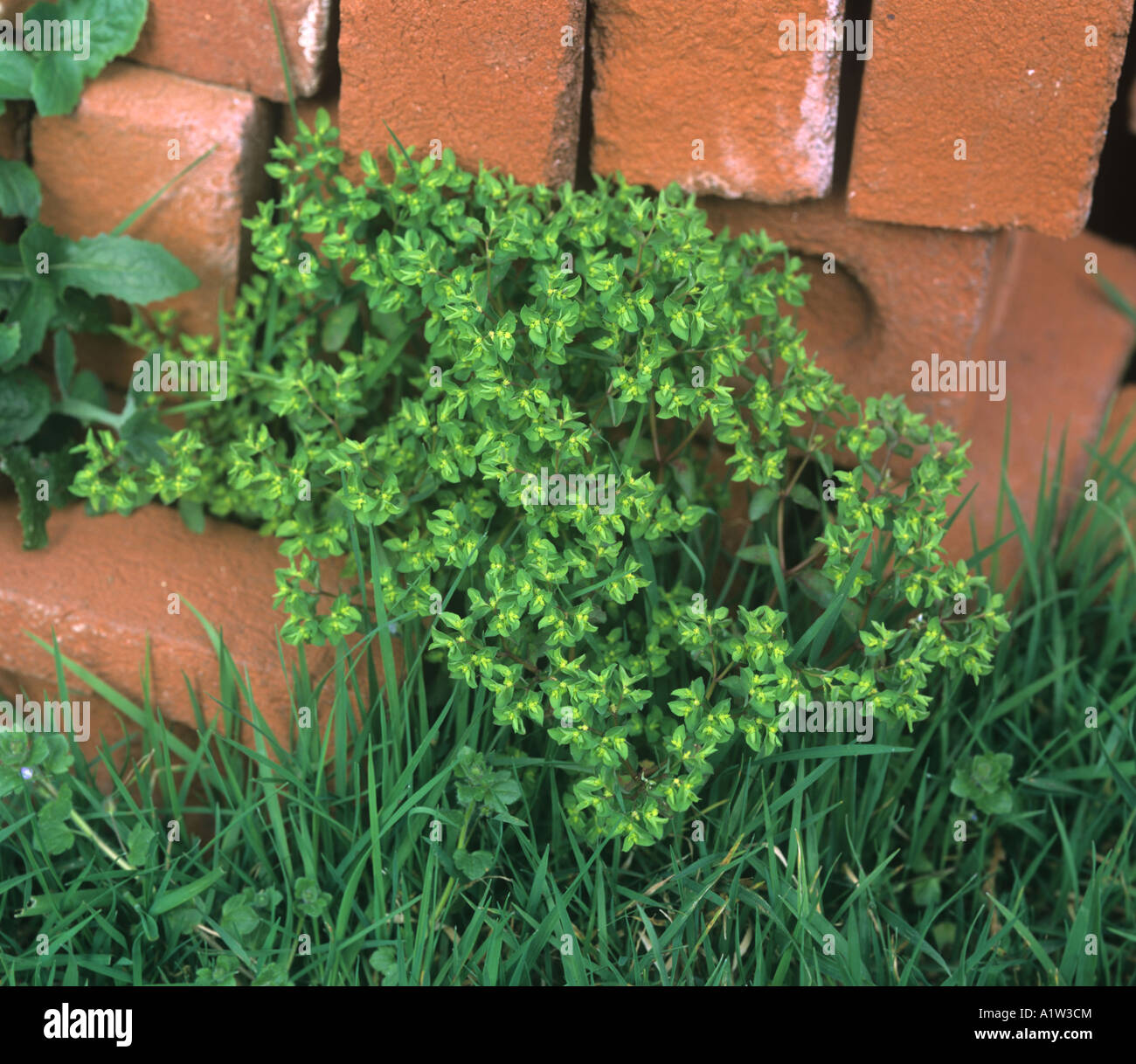 Portland spurge Euphorbia portlandica flowering plant on waste ground Stock Photo