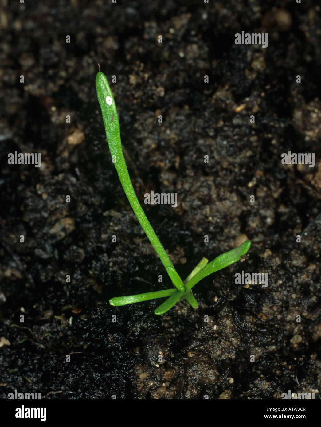 Mousetail Myosurus minimus seedling plant with third true leaf forming Stock Photo