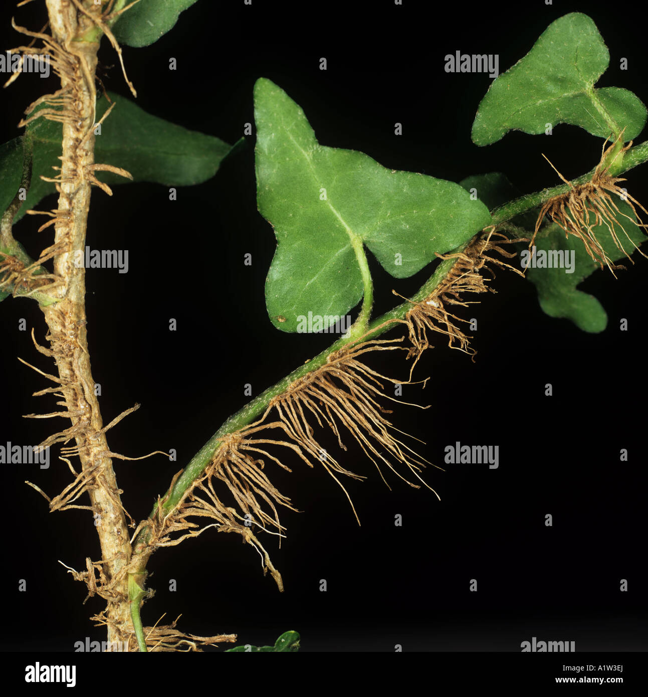 Ivy Hedera helix adventitious roots used to clinging onto vertical surfaces Stock Photo