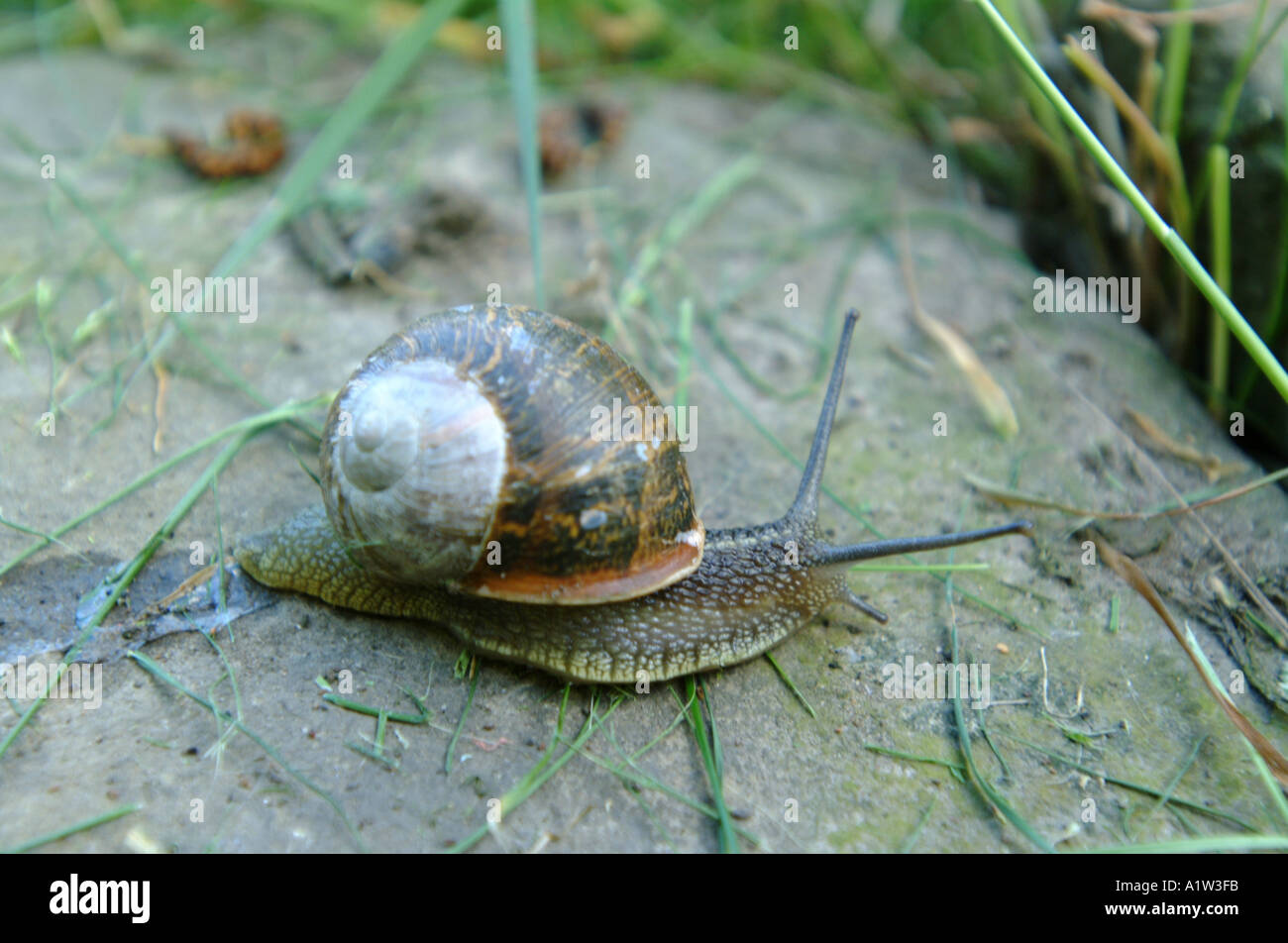 A garden snail crawling across a stone Stock Photo