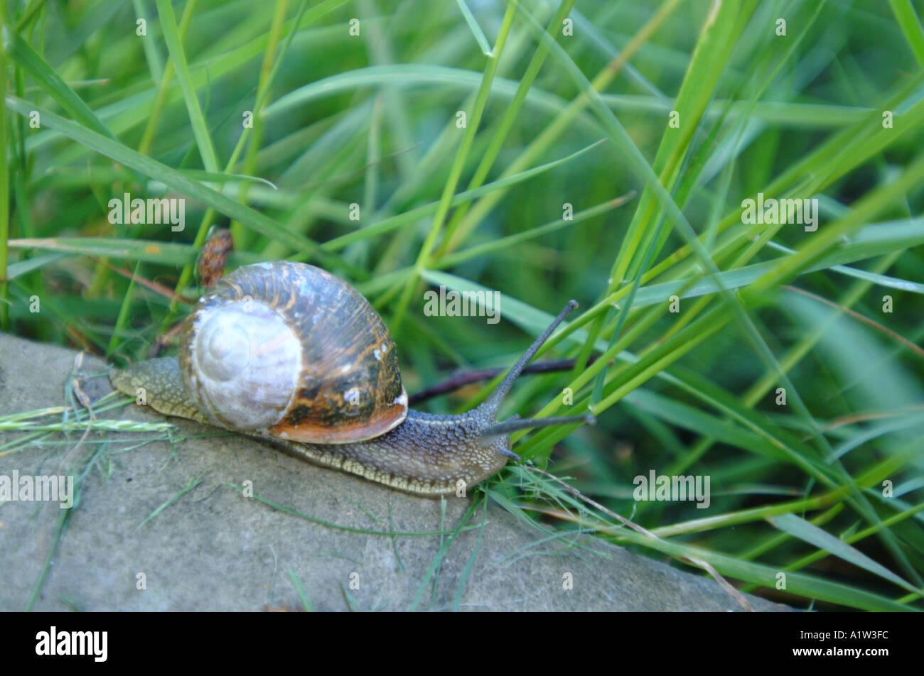 A garden snail crawling across a stone Stock Photo