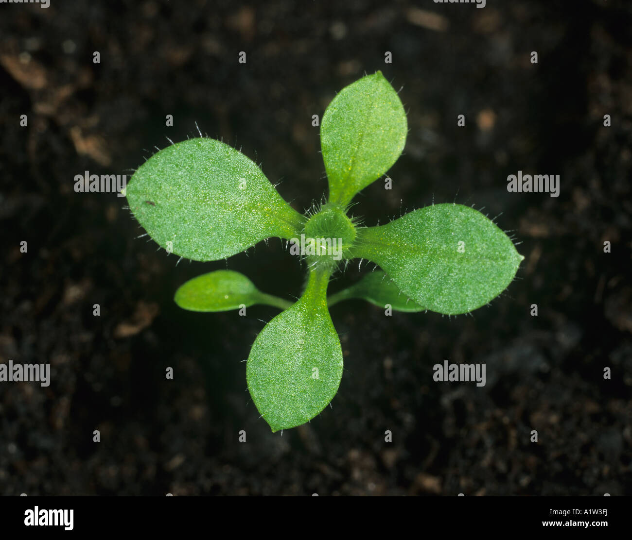 Common mouse ear Cerastium fontanum seedling with four true leaves Stock Photo