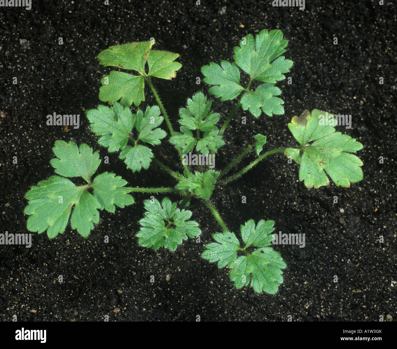 Creeping buttercup Ranunculus repens young plant leaves Stock Photo