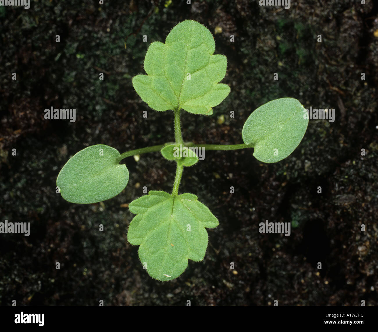 Соссюрея иволистная. Как черенковать калибрахию и когда. Тру лист. Эпикотиль и гипокотиль. Тру лист.