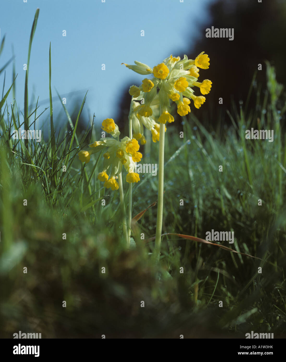 Cowslip Primula veris flowering plants in a grass verge Hampshire Stock Photo