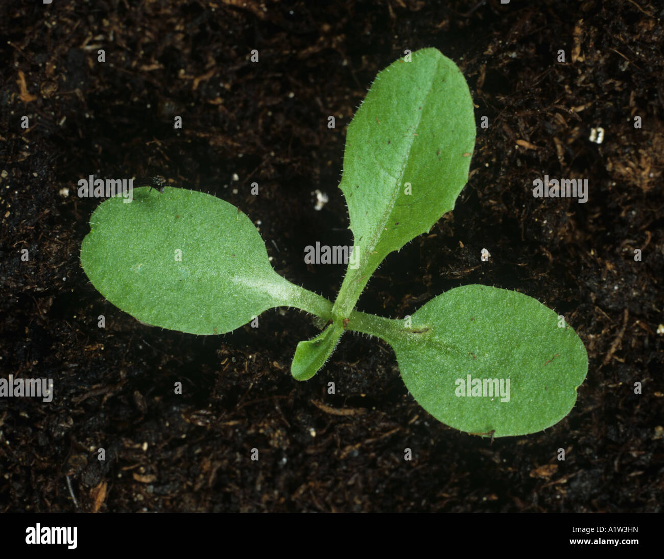 Prickly lettuce Lactuca serriola seedling with one true leaf Stock Photo
