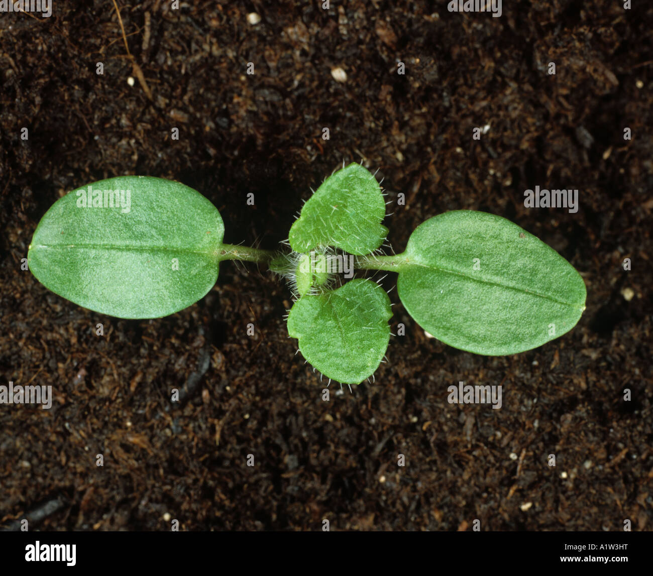Ivy leaved speedwell Veronica hederifolia seedling cotyledons with true leaves beginning to grow Stock Photo