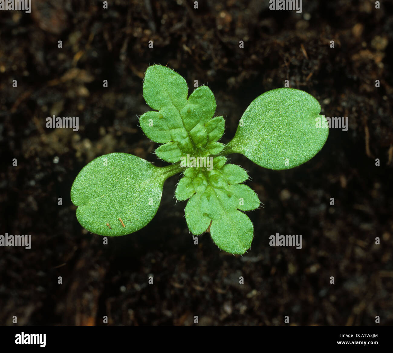 Annual nettle Urtica urens seedling cotyledons with first true leaves developing Stock Photo
