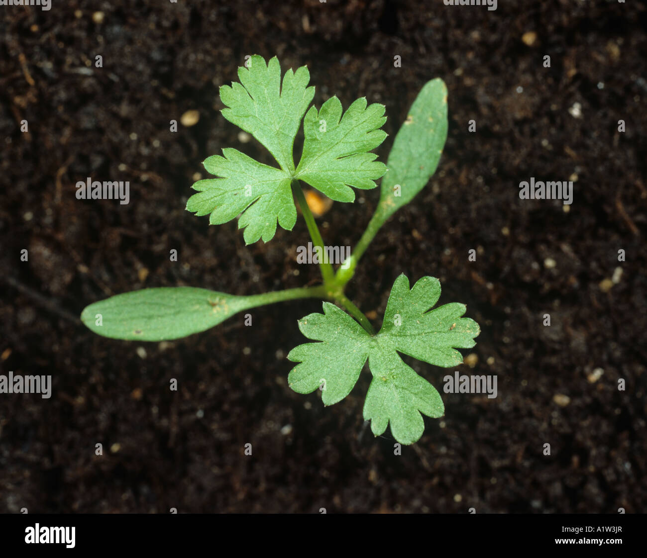 Fools parsley Aethusa cynapium seedling with two true leaves Stock Photo