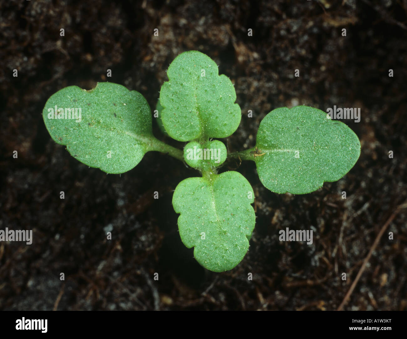 Wall speedwell Veronica arvensis seedling with four true leaves Stock Photo
