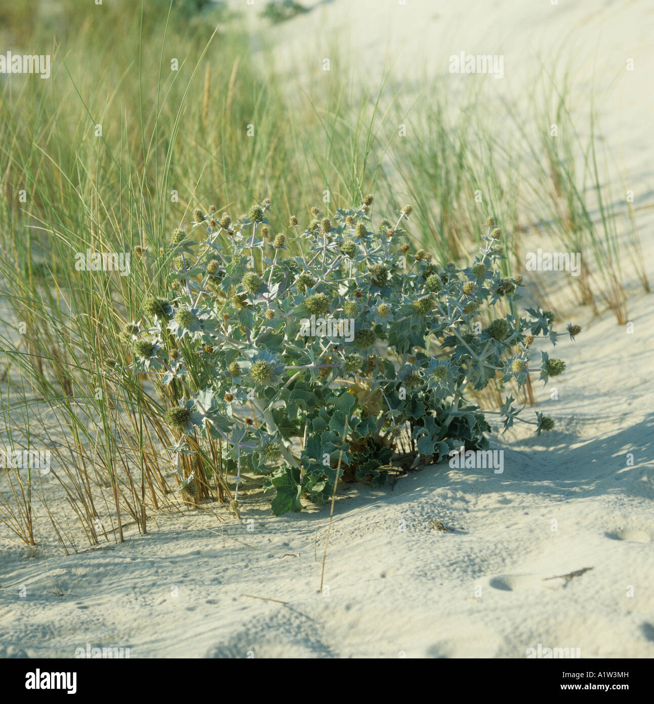 Sea holly Eryngium maritimum flowering plants in sand dunes on the Atantic Coast of France Stock Photo