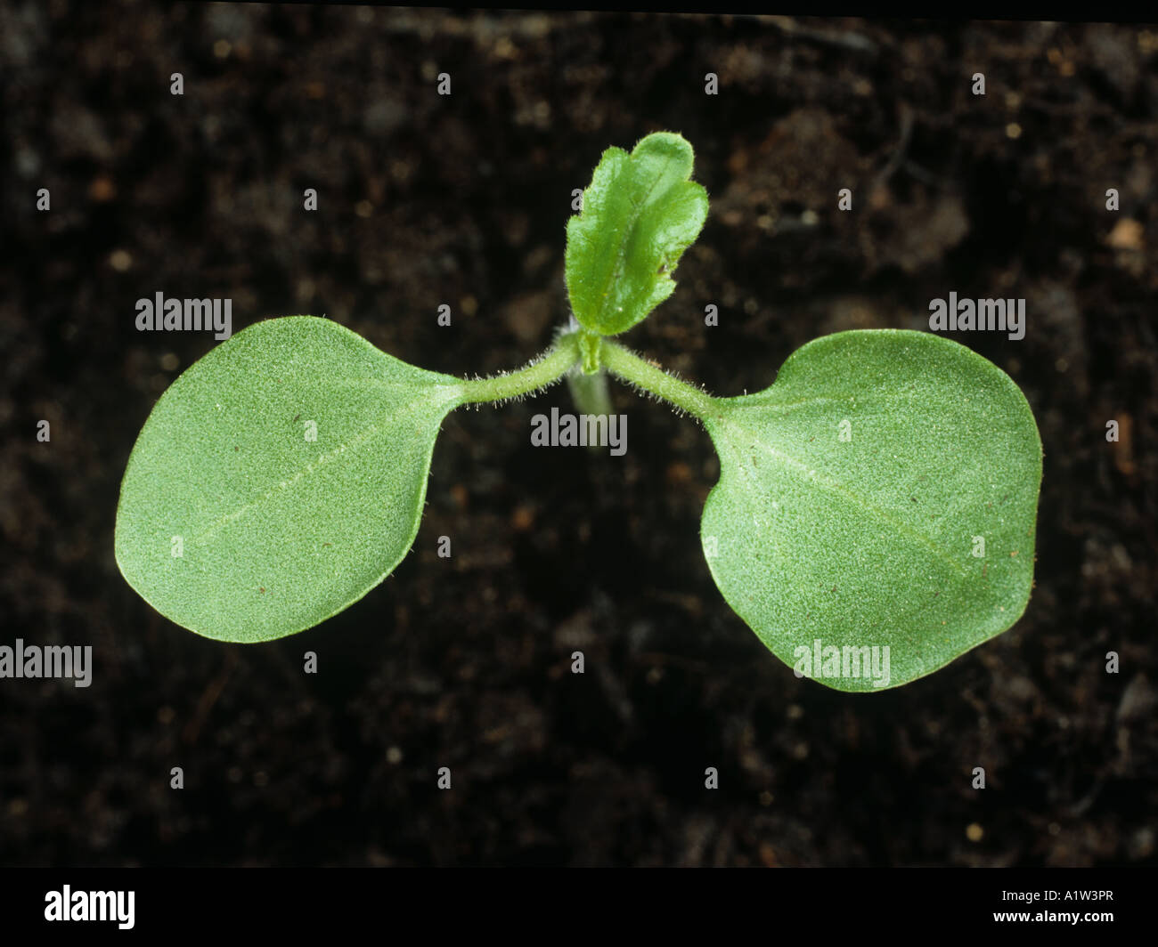 Black eyed susan flower for an hour Hibiscus trionum seedling cotyledons with early true leaf Stock Photo