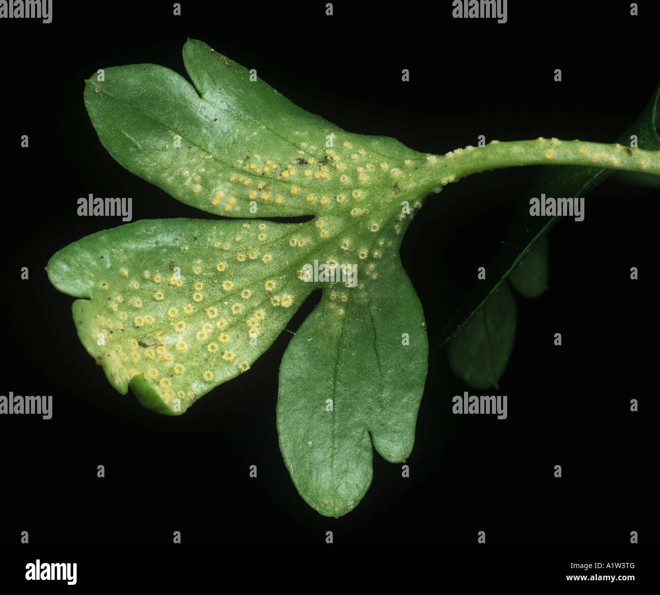 Aecidia of rust Puccinia argentata on moschatel leaf Adoxa moscatellina Stock Photo