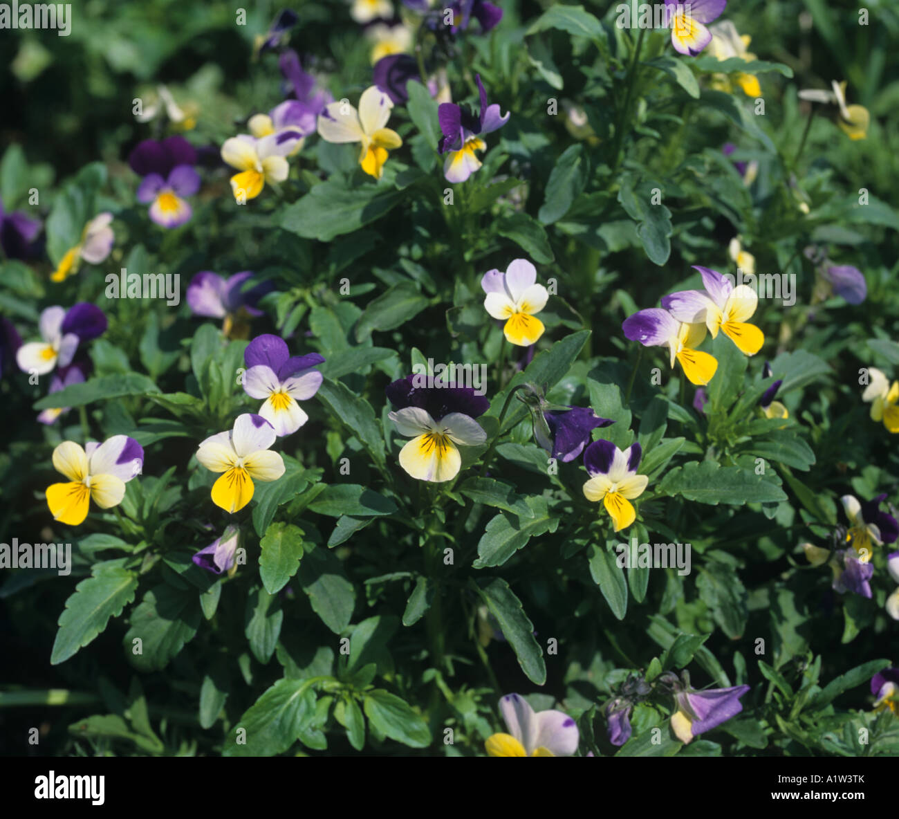 Heartsease johnny jumpup or wild pansy Viola tricolor flowering plants Stock Photo