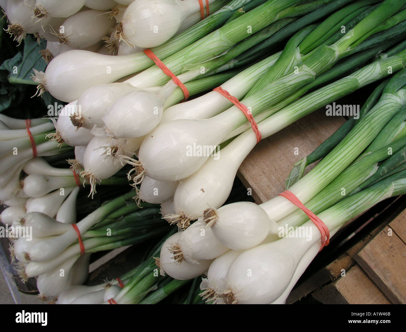 spring onions at a New Jersey farmer s market Stock Photo