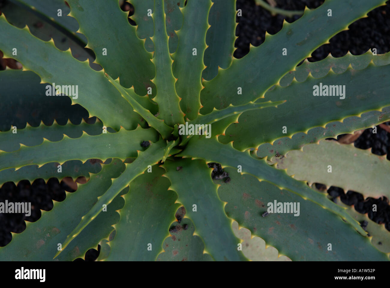 aloe vera succulent cactus green star shape centre hub Stock Photo - Alamy