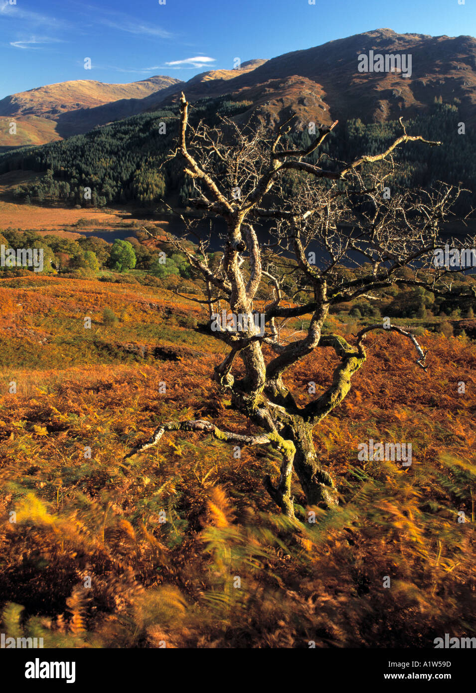 Glen Trool in the Galloway Forest Park autumn landscape dead tree