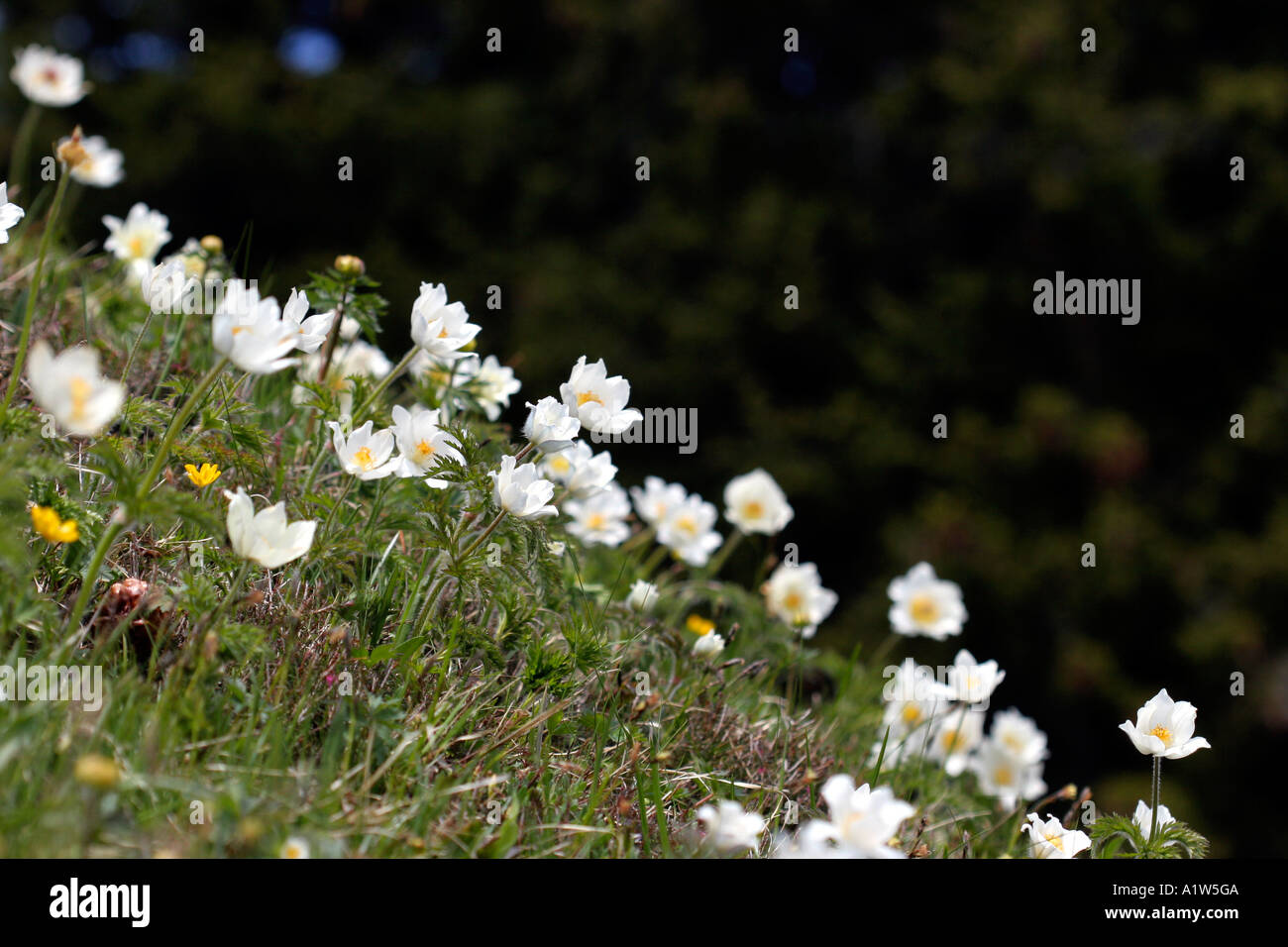 Alpine flowers in Switzerland Sorbus aria Stock Photo