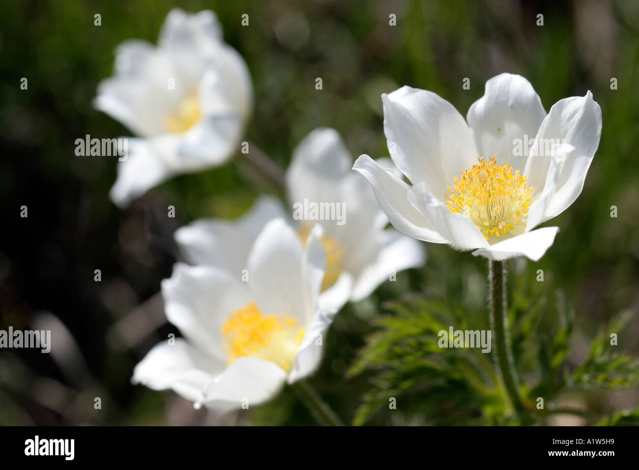 Alpine flower Sorbus aria Stock Photo