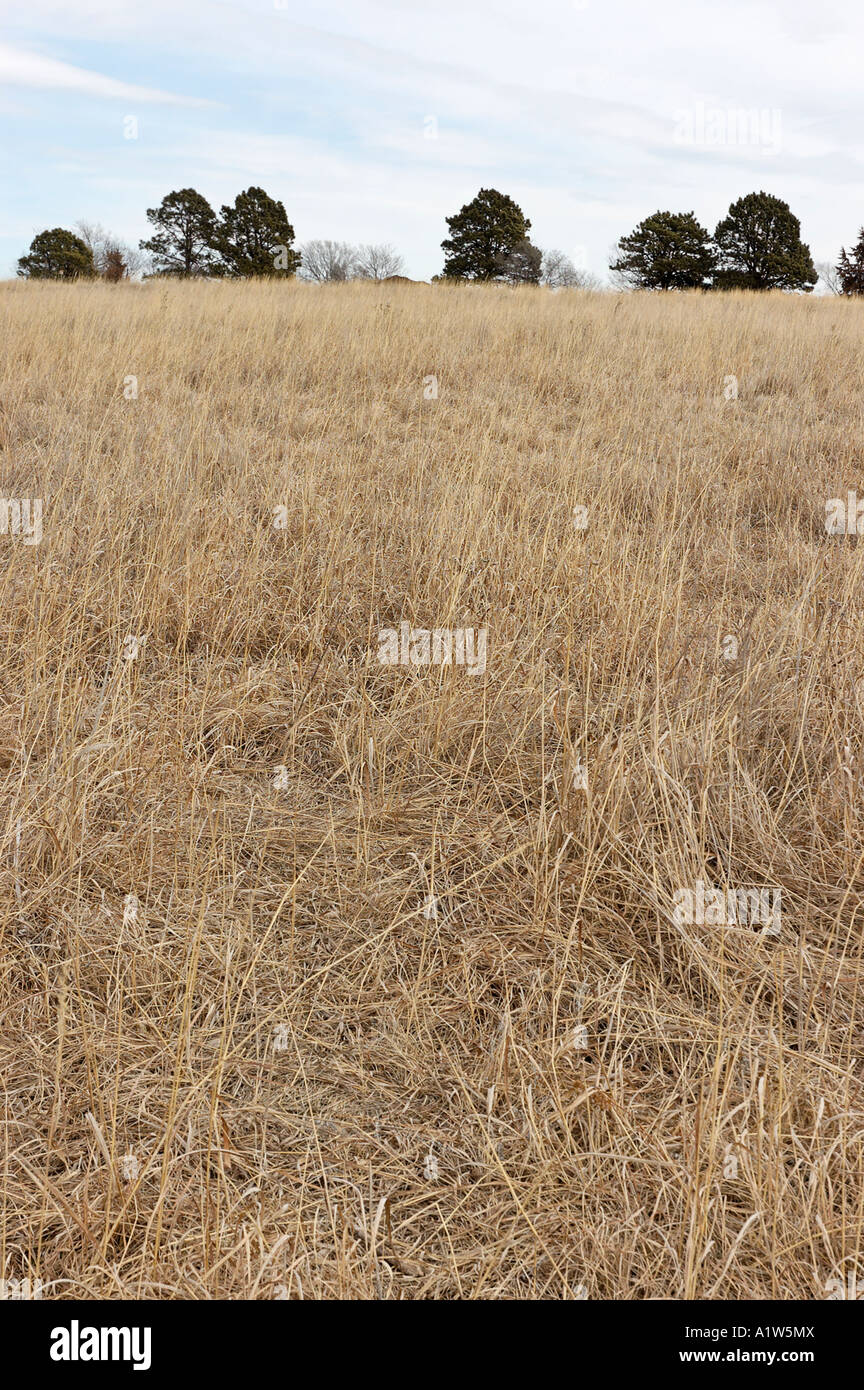 Prairie grasses at Pioneers Park Nature Center Lincoln Nebraska USA Stock Photo