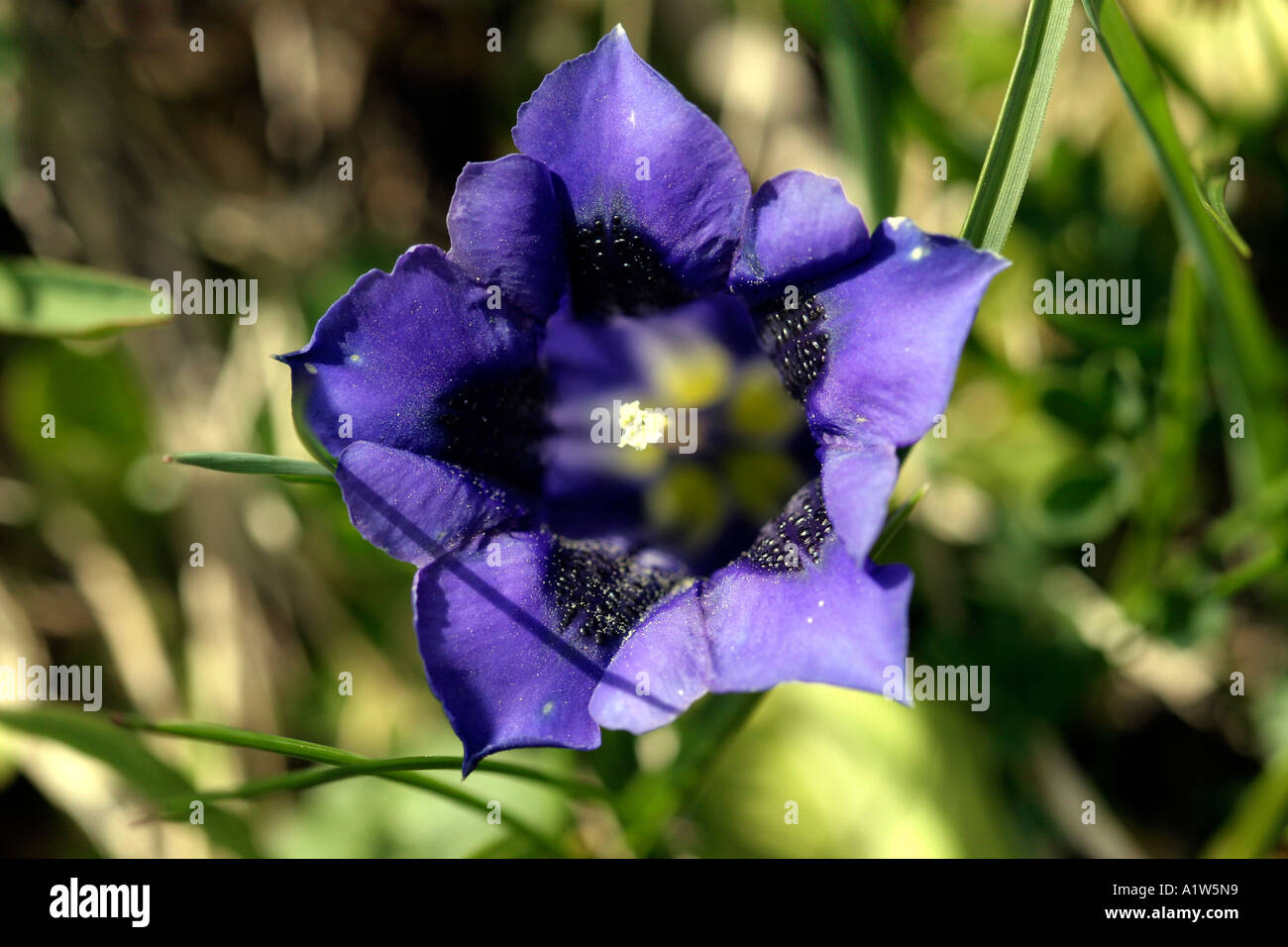 Alpine flower Trumpet Gentian Gentiana kochiana Stock Photo