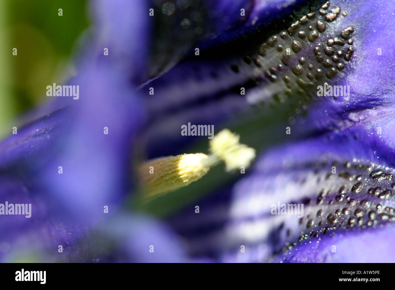 Alpine flower Trumpet Gentian Gentiana kochiana Stock Photo