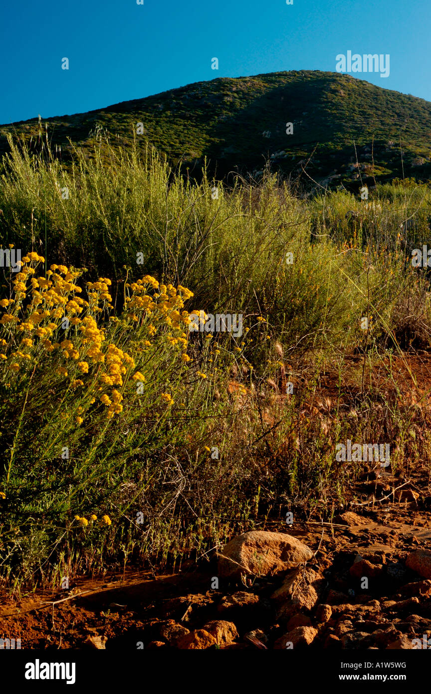 Cowles Mountain in "Mission Trails Regional Park". Stock Photo