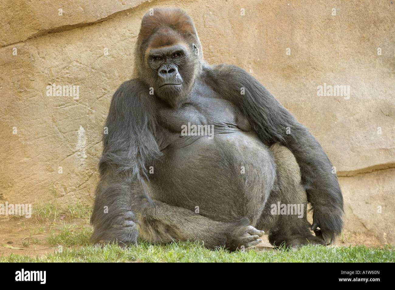 Gorilla San Diego Wild Animal Park Escondido California USA Stock Photo
