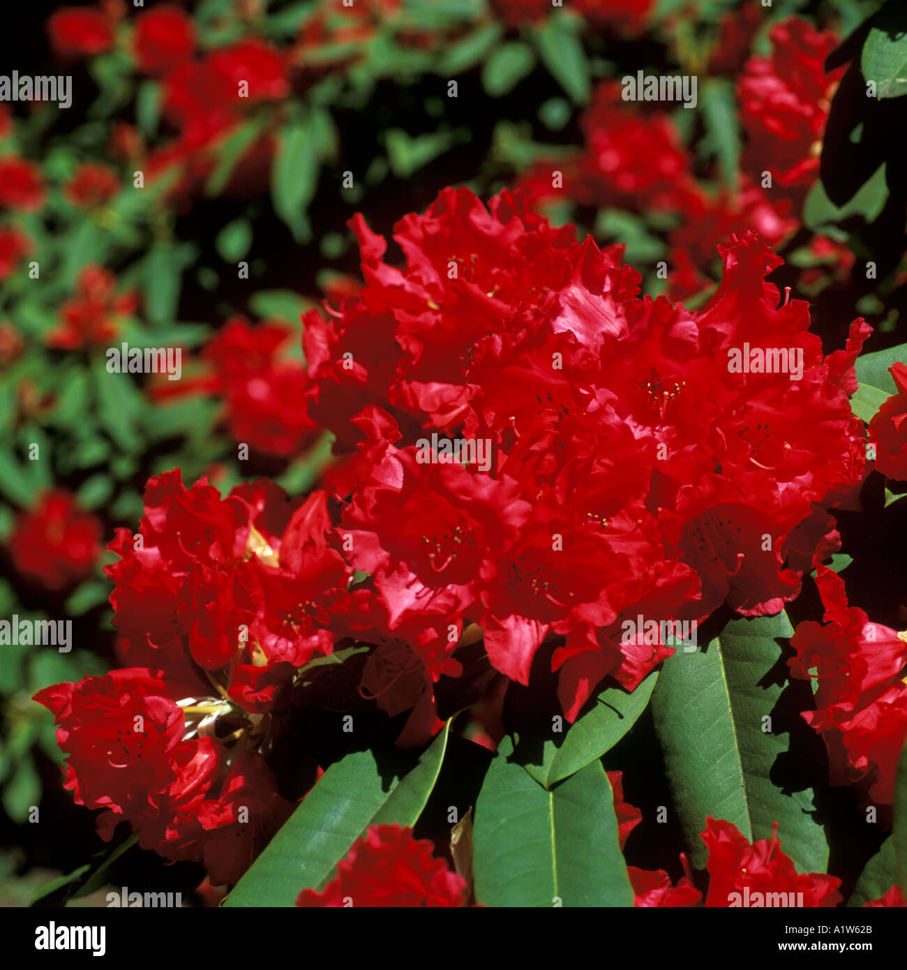 Red Rhododendron England Rhododendrons in Norfolk England UK Stock Photo - Alamy