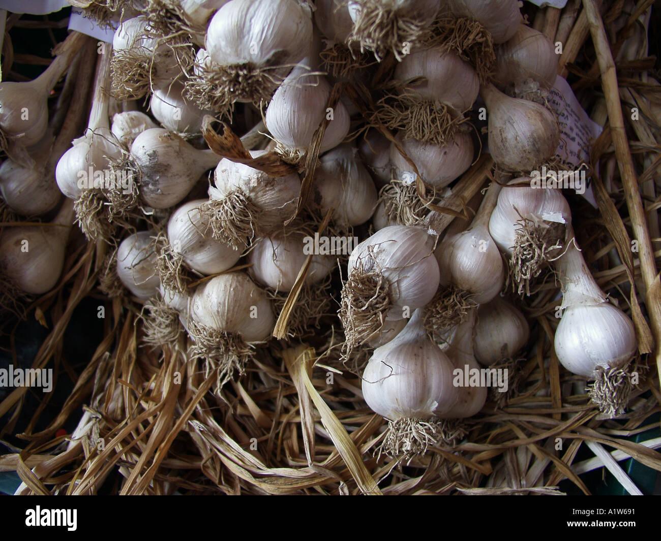 bunches of fresh garlic Stock Photo