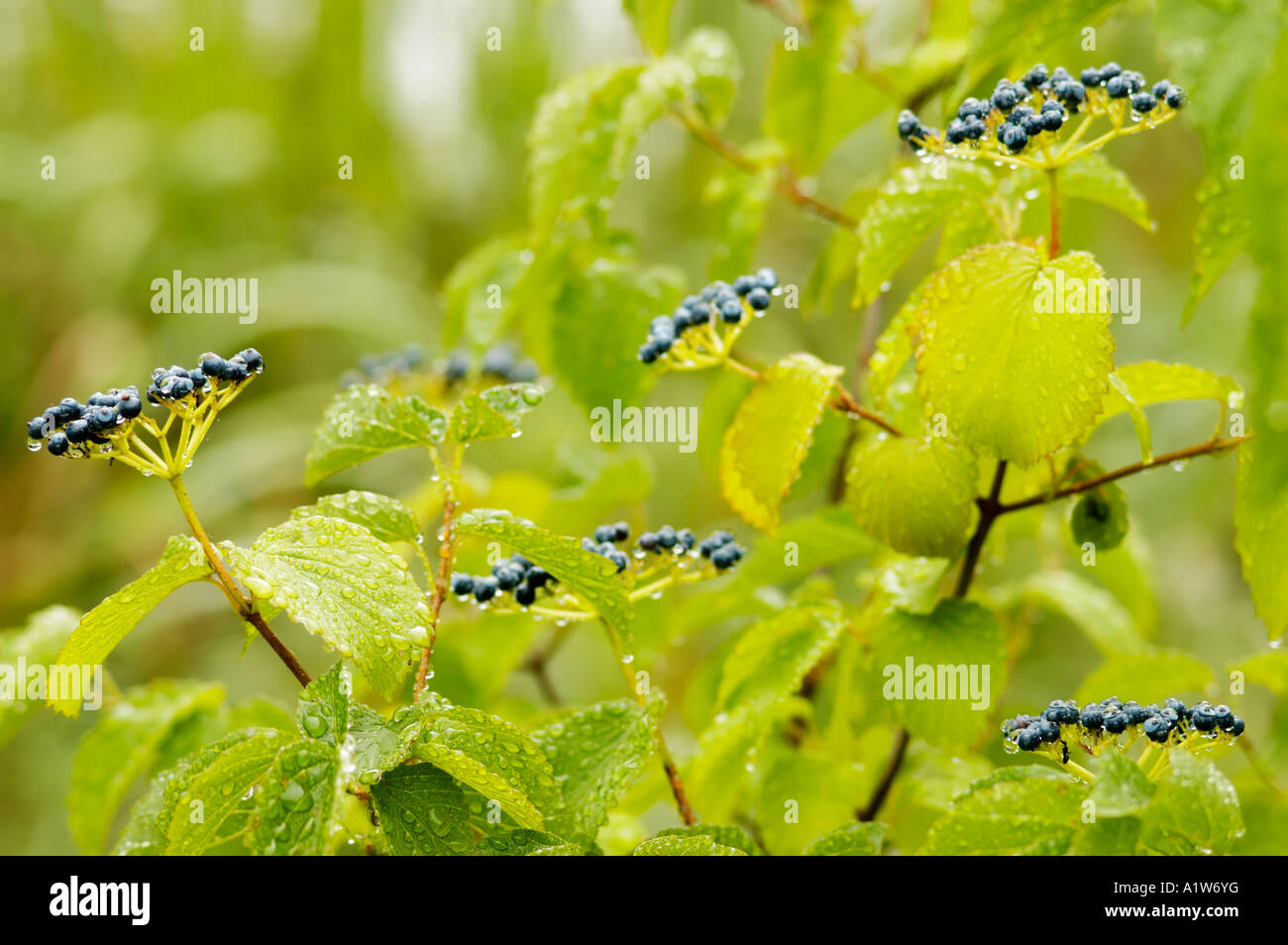 Wild blueberry bush and fruit Acadia National Park Maine USA Stock