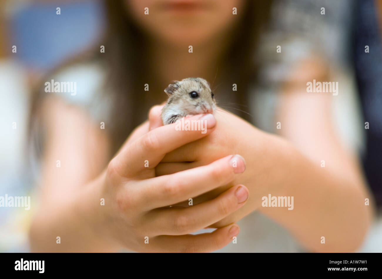Nine year old girl plays with pet hamster at home in bedroom hamster