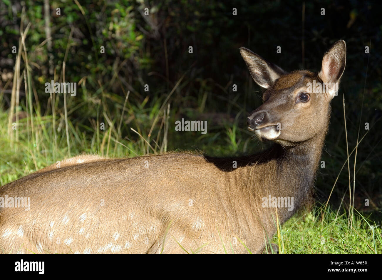 Elk resting Jasper National Park Alberta Canada Stock Photo