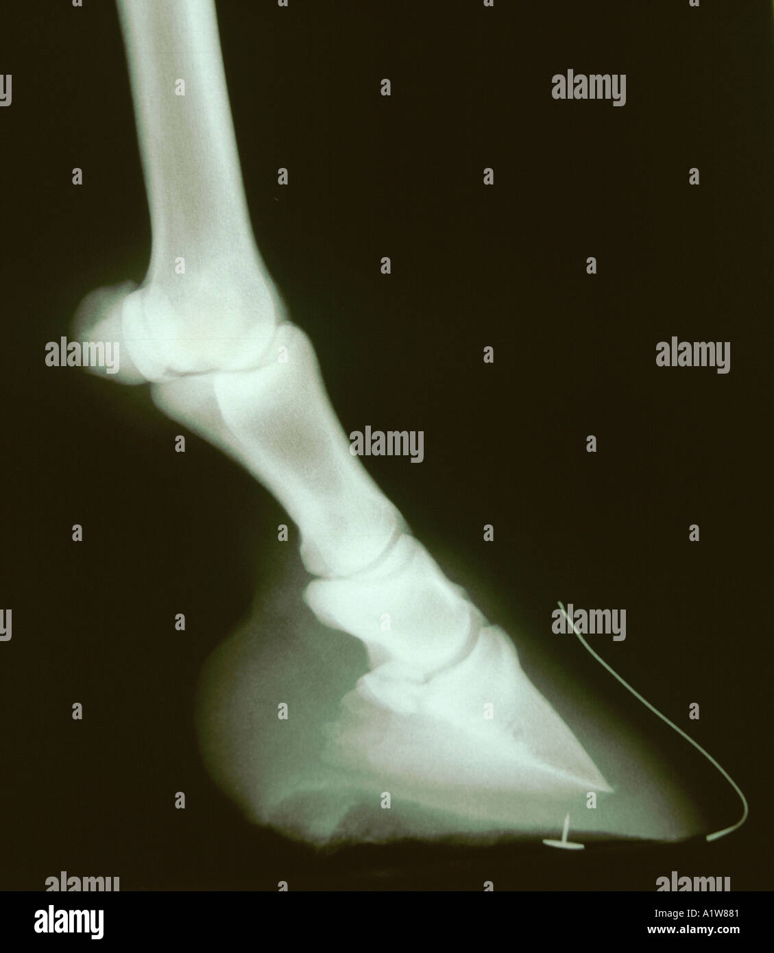 X ray of horses hoof showing wire markers to assess rotation of pedal
