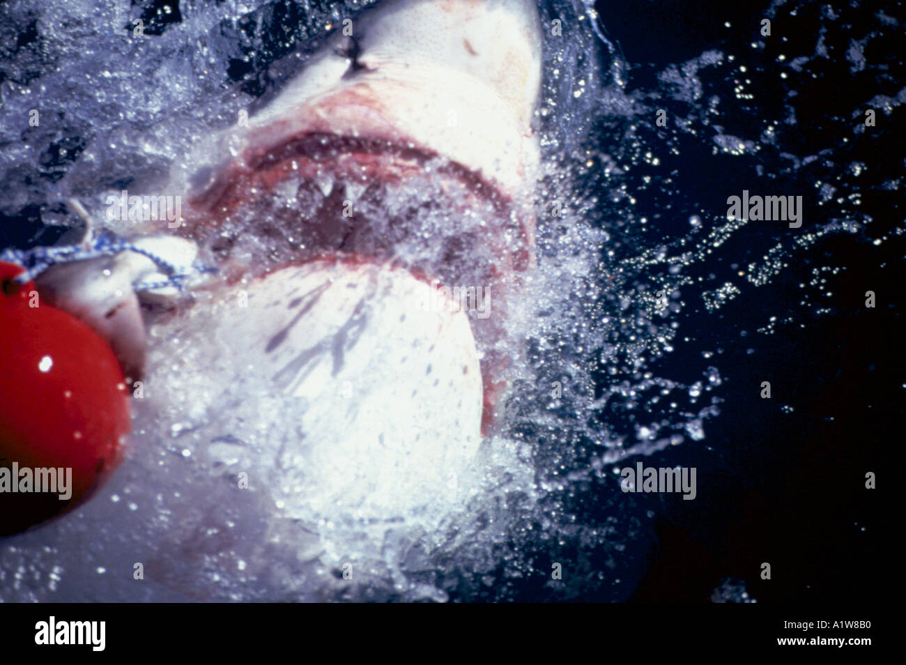 Great White Shark Attacking Bait In South Africa Stock Photo Alamy Great White Shark Attacking Bait In South Africa Stock Photo Alamy
