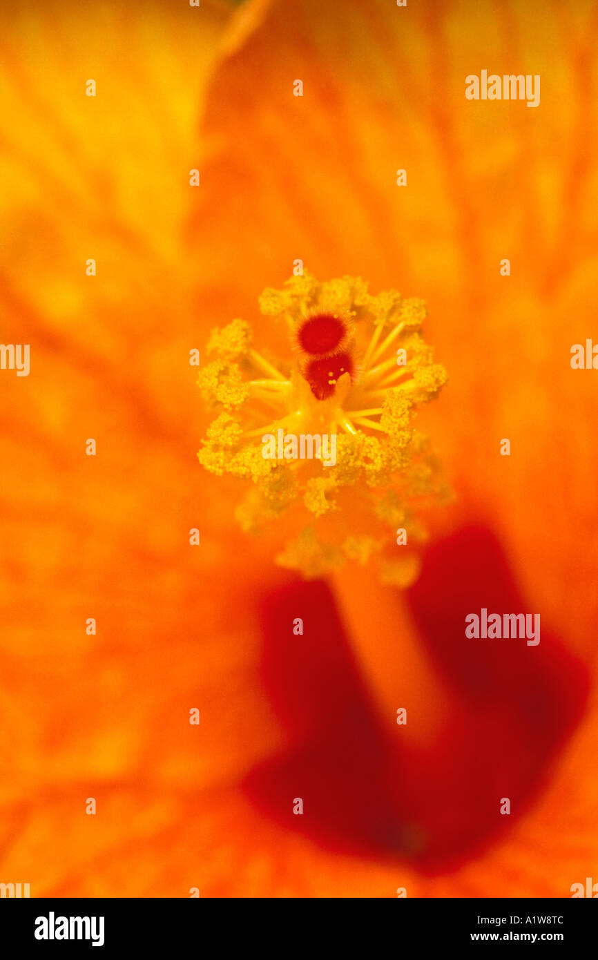 Peach and yellow hibiscus hi-res stock photography and images - Alamy